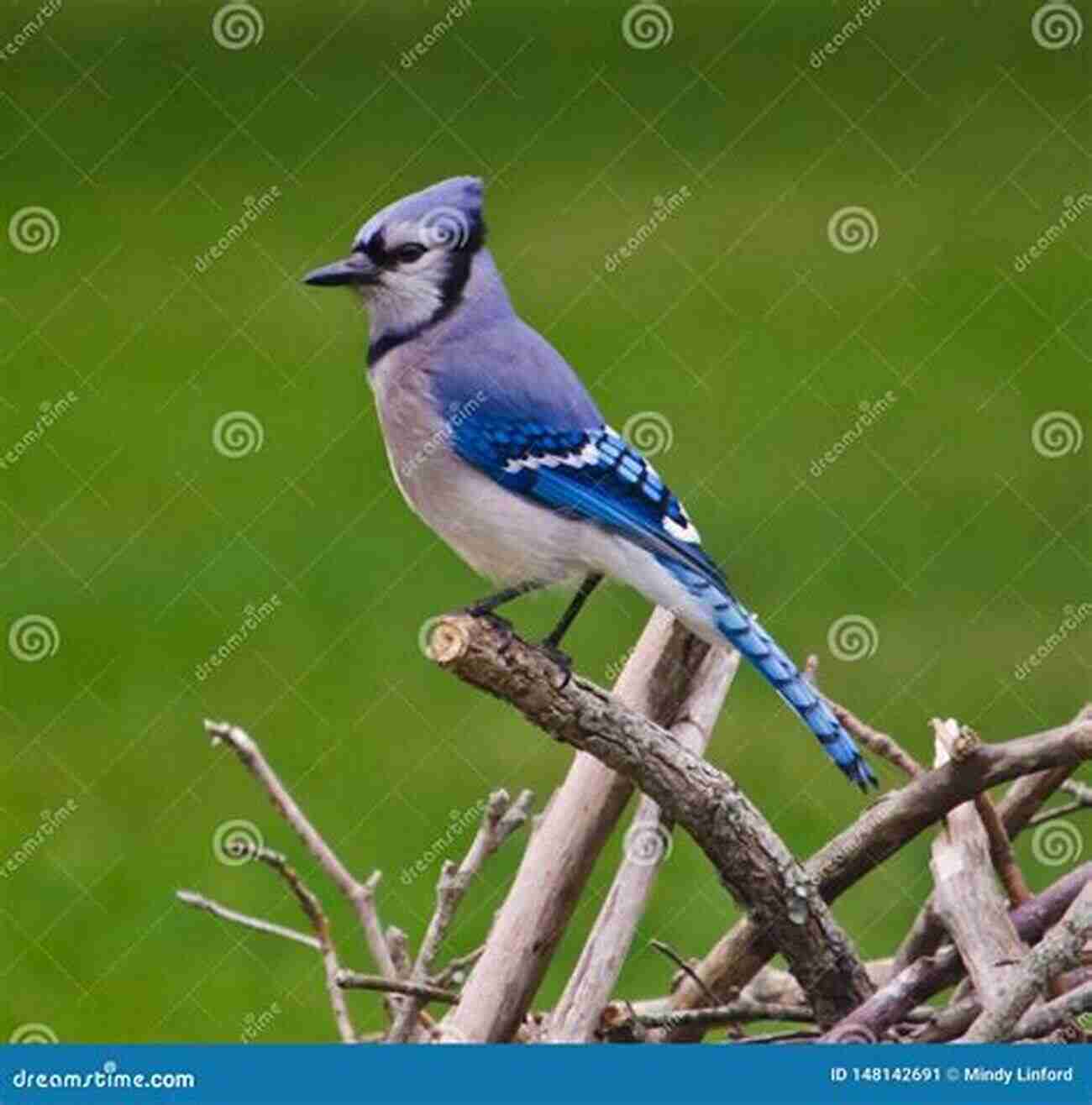 A Beautiful Blue Jay Perched On A Tree Branch The Art Of Bird Identification: A Straightforward Approach To Putting A Name To The Bird