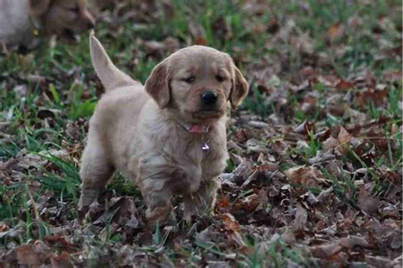 A Golden Retriever Puppy Named Daisy Looking Out The Window With Excitement During A Weekend Getaway Weekends With Daisy Sharron Kahn Luttrell