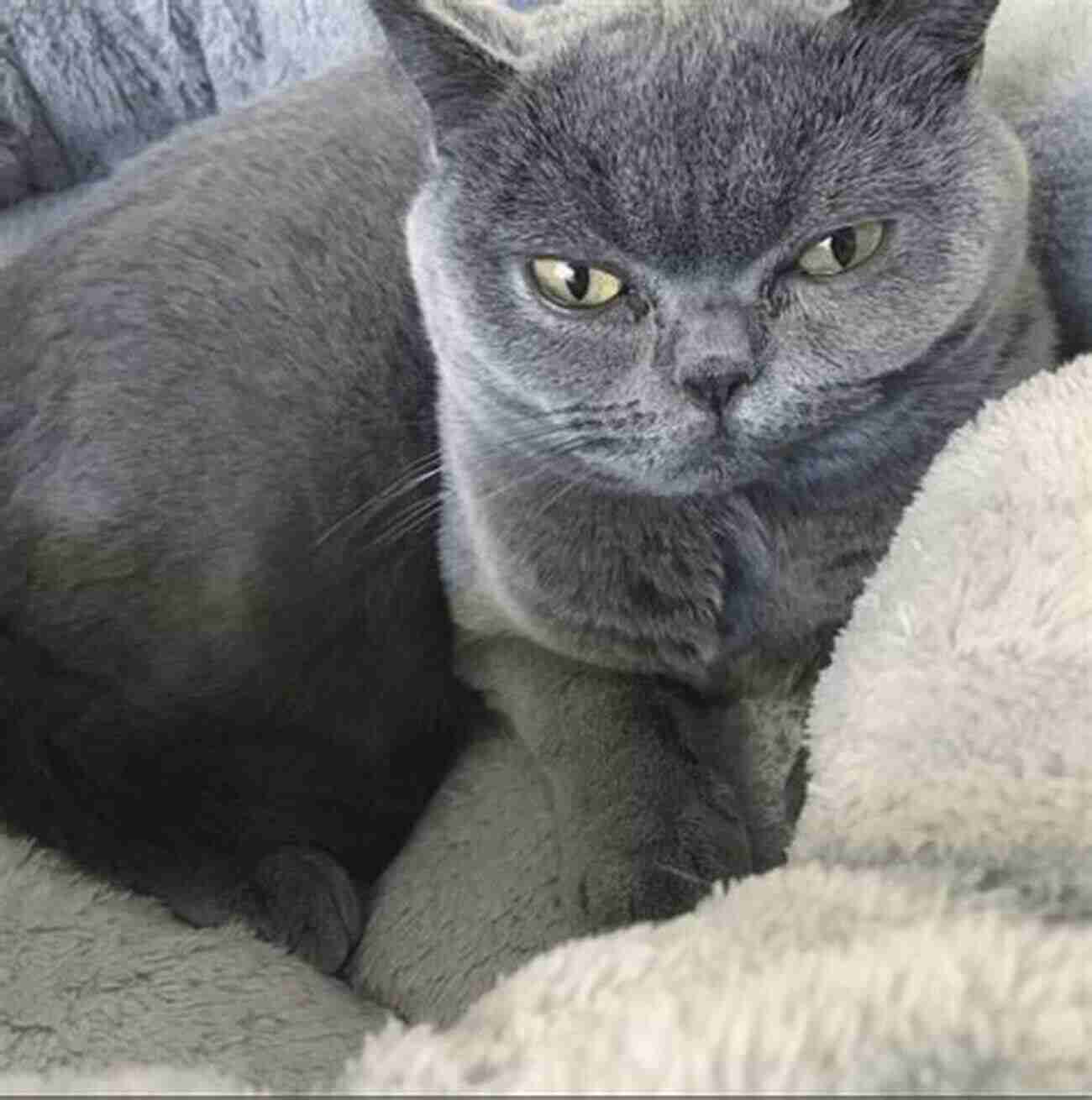 A Beautiful British Shorthair Cat With Expressive Blue Eyes Lounging On A Sunny Windowsill Revered And Reviled: A Complete History Of The Domestic Cat