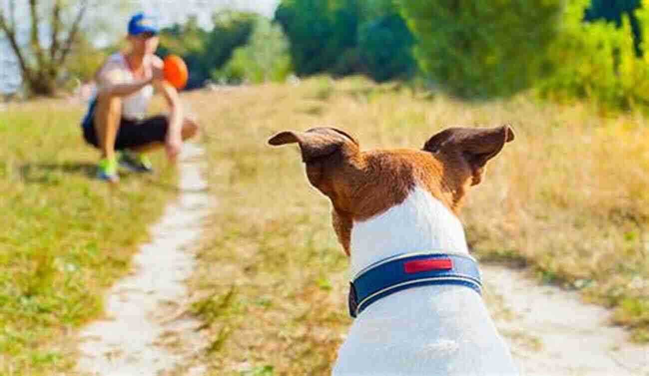 A Dog Happily Playing Fetch In The Park With Its Owner Tips From Cody The Overloved Shiba Inu: How To Get Your Dog To Lose Those Extra Pounds Get Healthy And Feel Great (Maybe Even You Too )