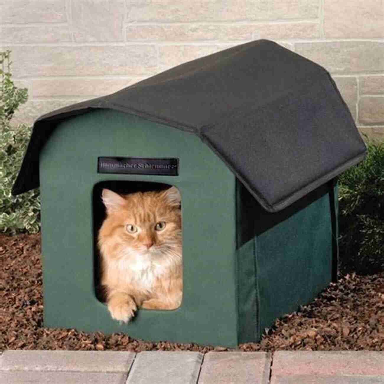 A Feral Cat Relaxing In A Comfortable Shelter A Truth About Helping Feral Cats And How To Cope