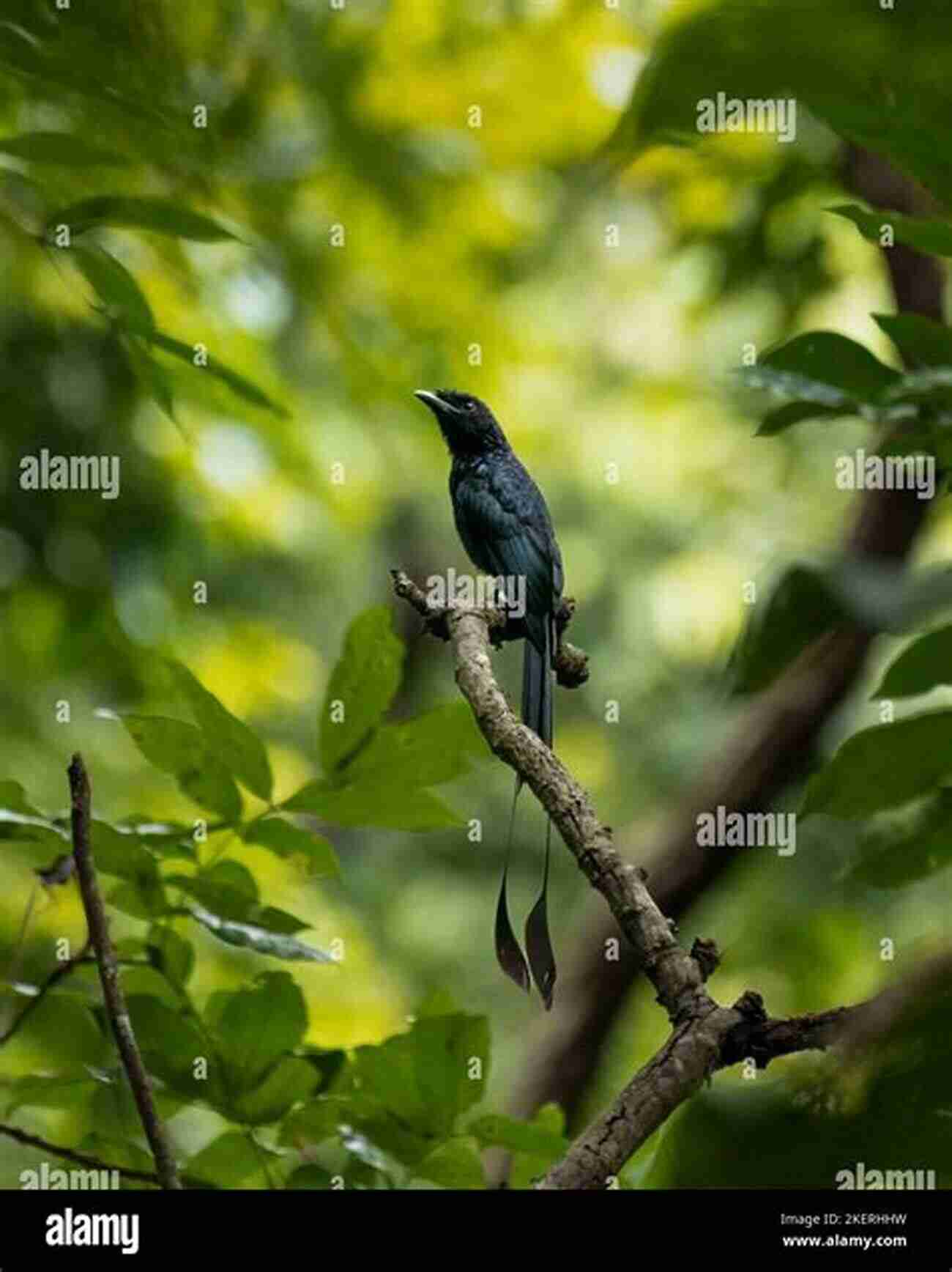 A Greater Racket Tailed Drongo Perched On A Tree Branch Animal Intimacies: Interspecies Relatedness In India S Central Himalayas (Animal Lives)