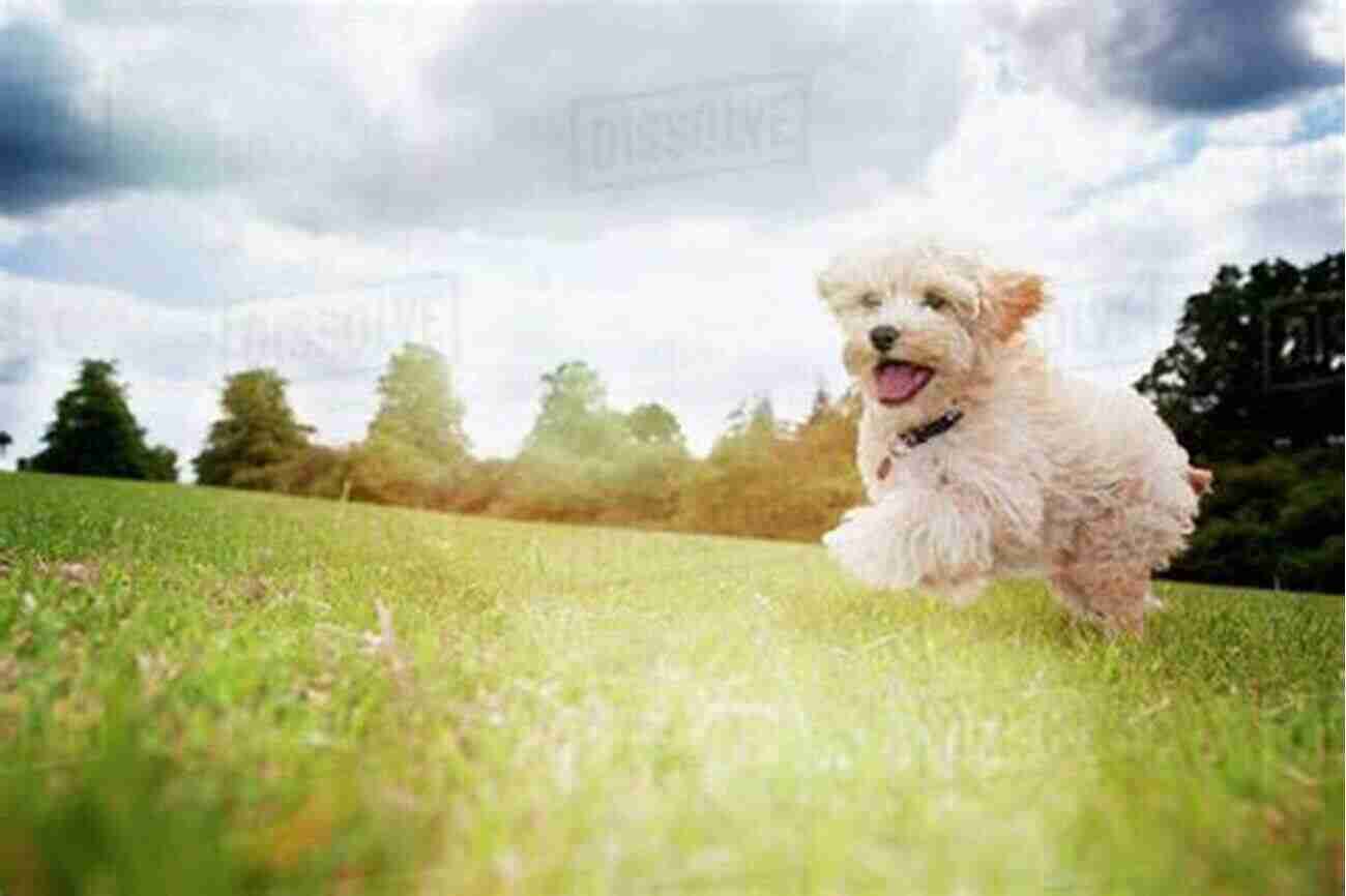 A Happy Dog Running In A Park During Sunset To Lose Weight Tips From Cody The Overloved Shiba Inu: How To Get Your Dog To Lose Those Extra Pounds Get Healthy And Feel Great (Maybe Even You Too )