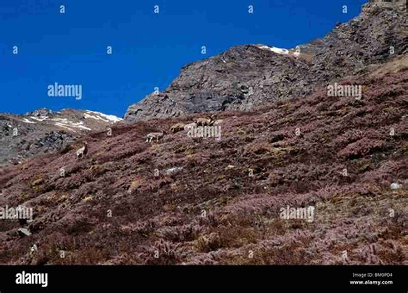 A Herd Of Himalayan Blue Sheep Grazing On A Mountainside Animal Intimacies: Interspecies Relatedness In India S Central Himalayas (Animal Lives)