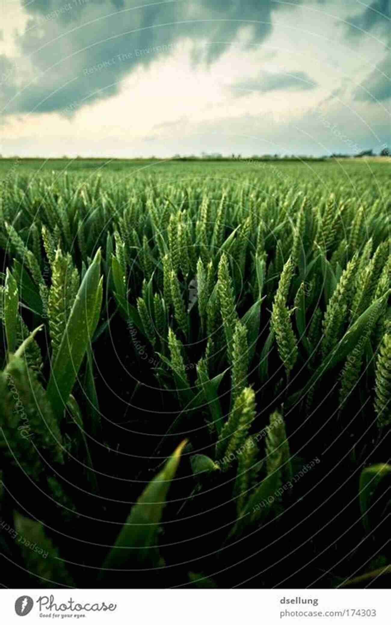 A Lush Green Field Of Grain Crops Thriving In A Dry Area Growing Grain Crops In Dry Areas With Information On Varieties Of Grain Crop Suitable For Dry Land Farming