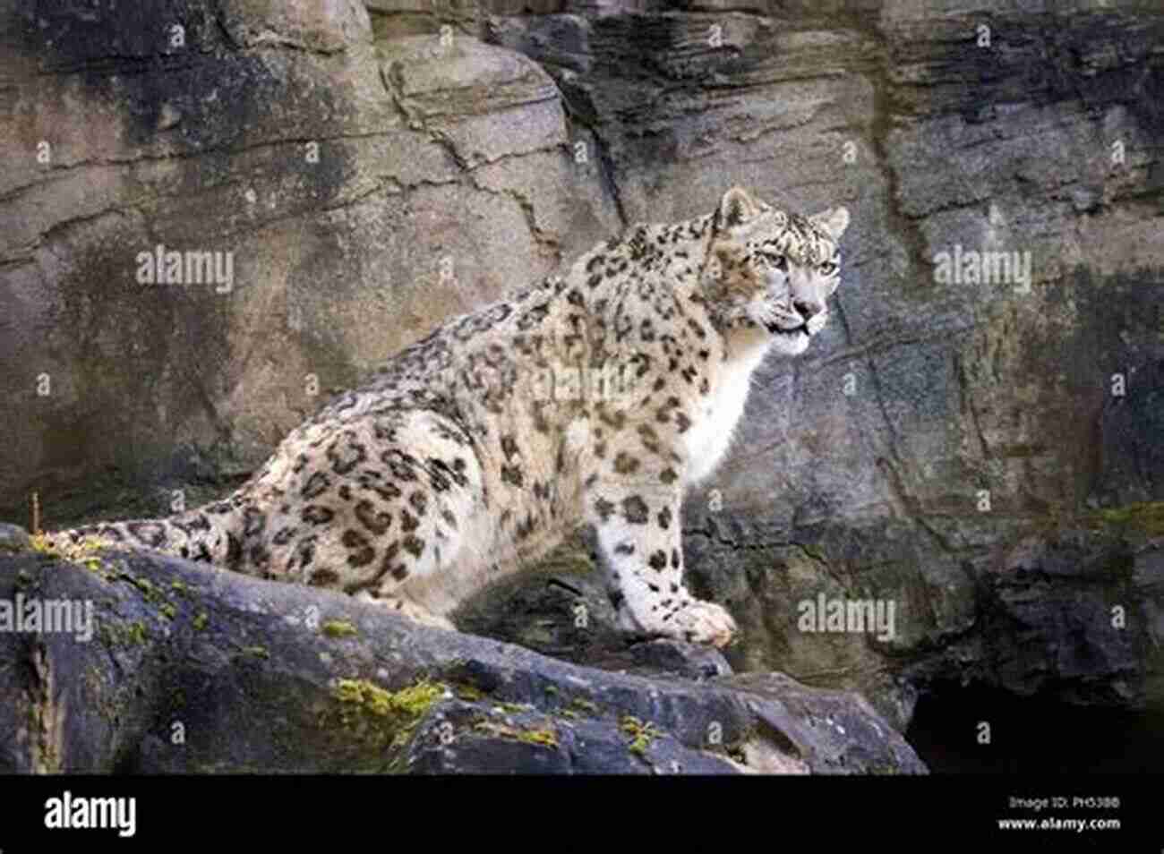 A Magnificent Snow Leopard Resting On A Rocky Ledge Animal Intimacies: Interspecies Relatedness In India S Central Himalayas (Animal Lives)