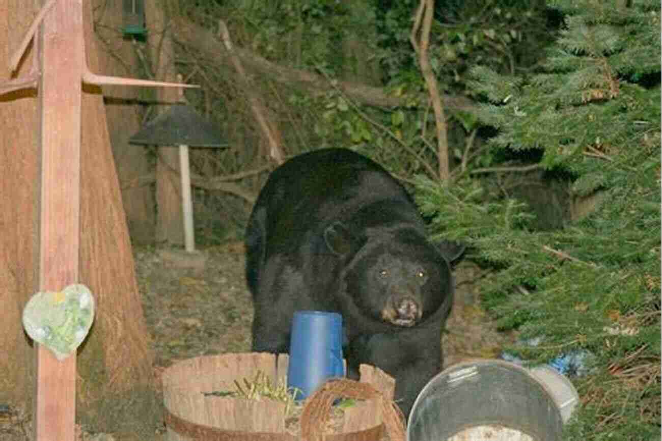 A Majestic Black Bear Roaming The Forest BLACK BEAR HUNTING: Regulation Tactics Techniques And More