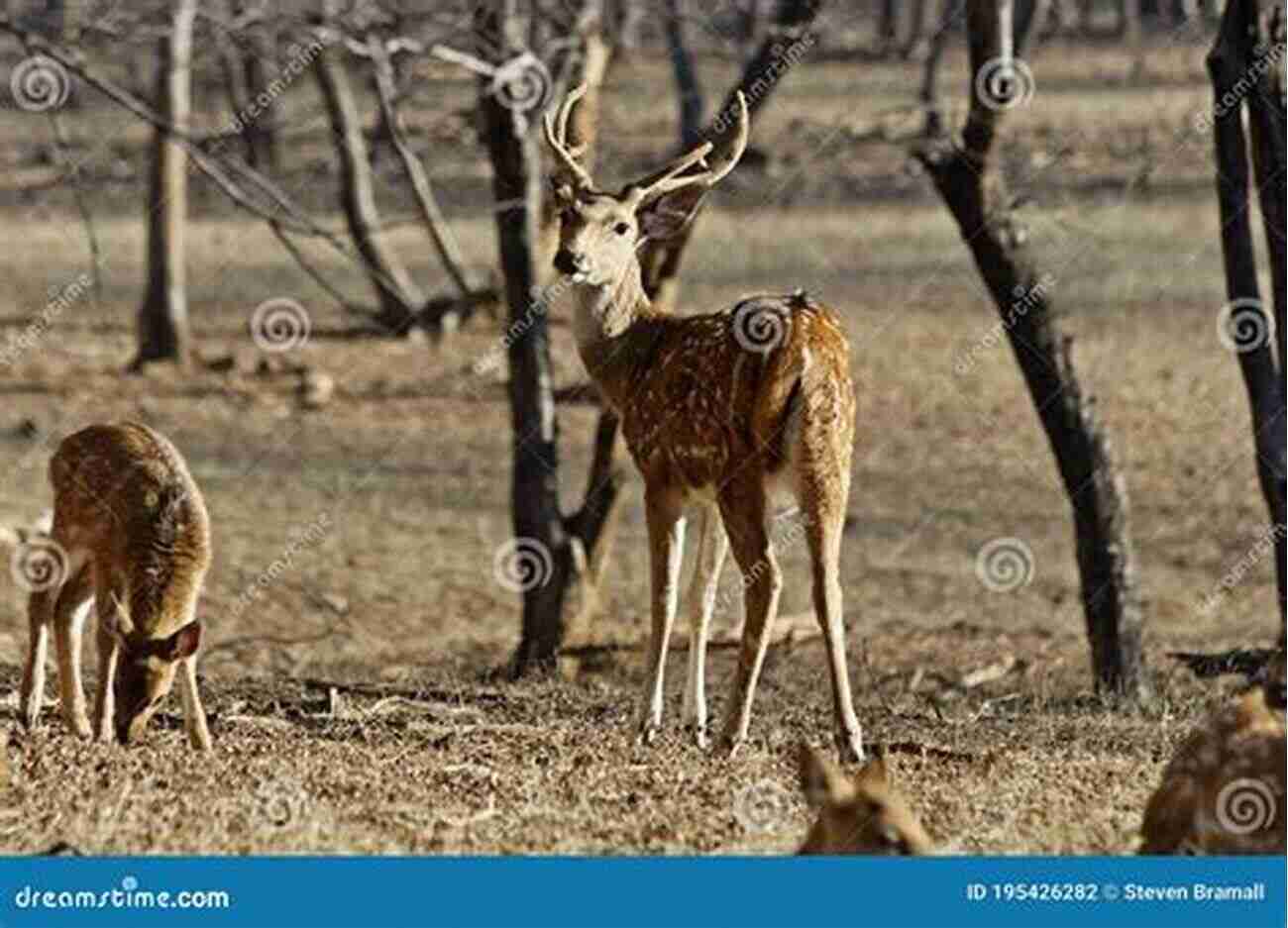 A Musk Deer Foraging Among Rhododendron Trees Animal Intimacies: Interspecies Relatedness In India S Central Himalayas (Animal Lives)