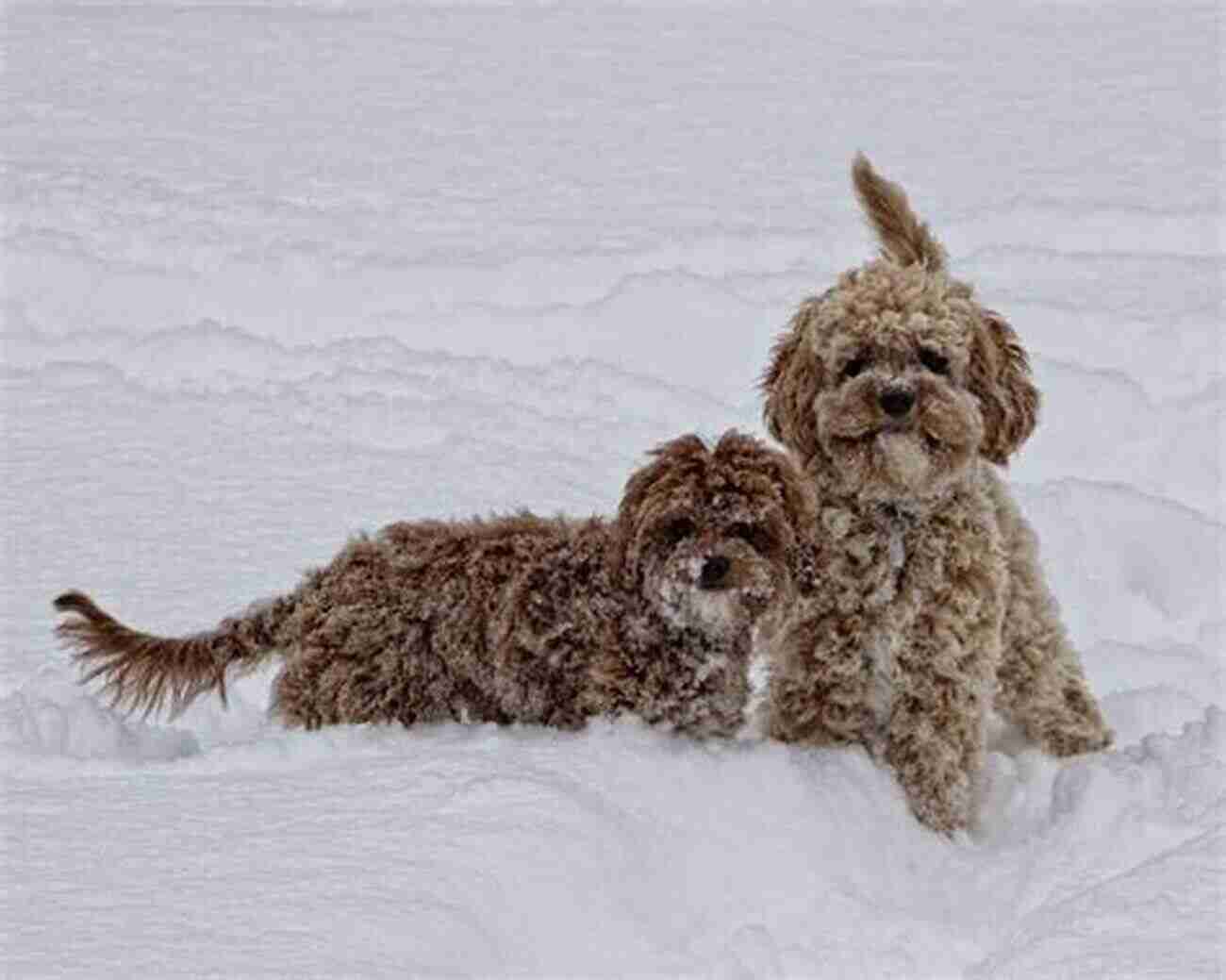 A Picture Of A Cute Cavapoo Puppy Playing In The Park Cavapoo Bible And Cavapoos: Your Perfect Cavapoo Guide Cavapoos Cavapoo Puppies Cavapoo Training Cavapoo Size Cavapoo Nutrition Cavapoo Health History More