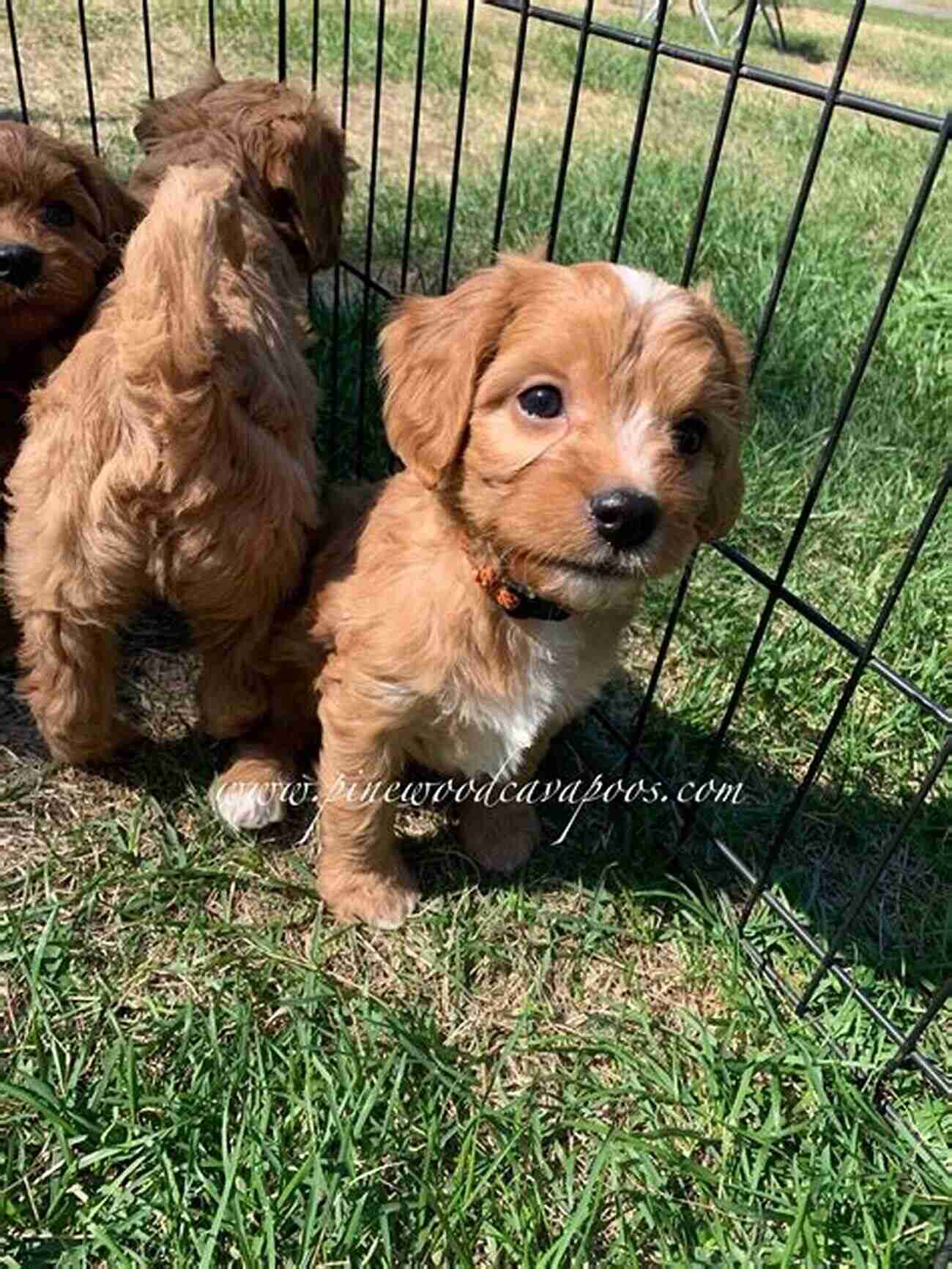 A Picture Of A Happy Family Playing With Their Cavapoo In The Backyard Cavapoo Bible And Cavapoos: Your Perfect Cavapoo Guide Cavapoos Cavapoo Puppies Cavapoo Training Cavapoo Size Cavapoo Nutrition Cavapoo Health History More