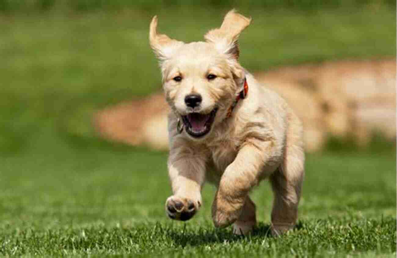 A Playful Golden Retriever Named Busy Wheels Running In A Beautiful Garden Name That Dog (Busy Wheels)