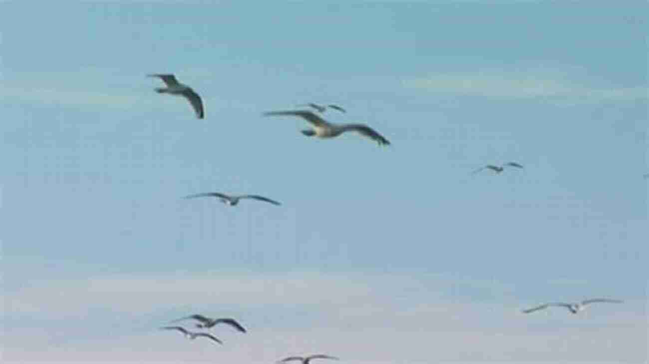 A Seagull Causing Chaos In The Oakland Press Box, Fluttering Around Startled Journalists. If These Walls Could Talk: Oakland A S: Stories From The Oakland A S Dugout Locker Room And Press Box