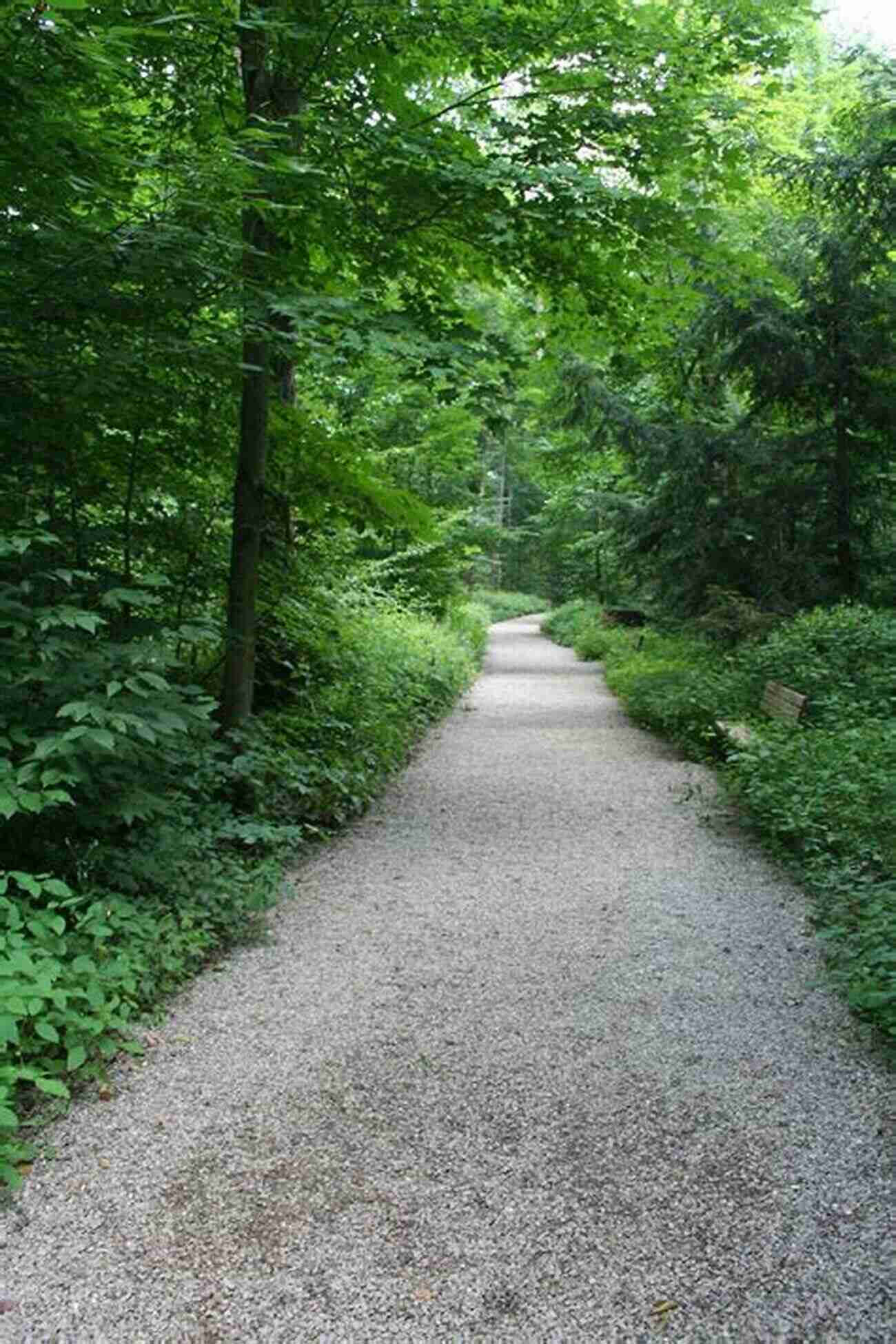 A Serene Path Through Dense Trees In Prison In The Woods A Prison In The Woods: Environment And Incarceration In New York S North Country (Environmental History Of The Northeast)