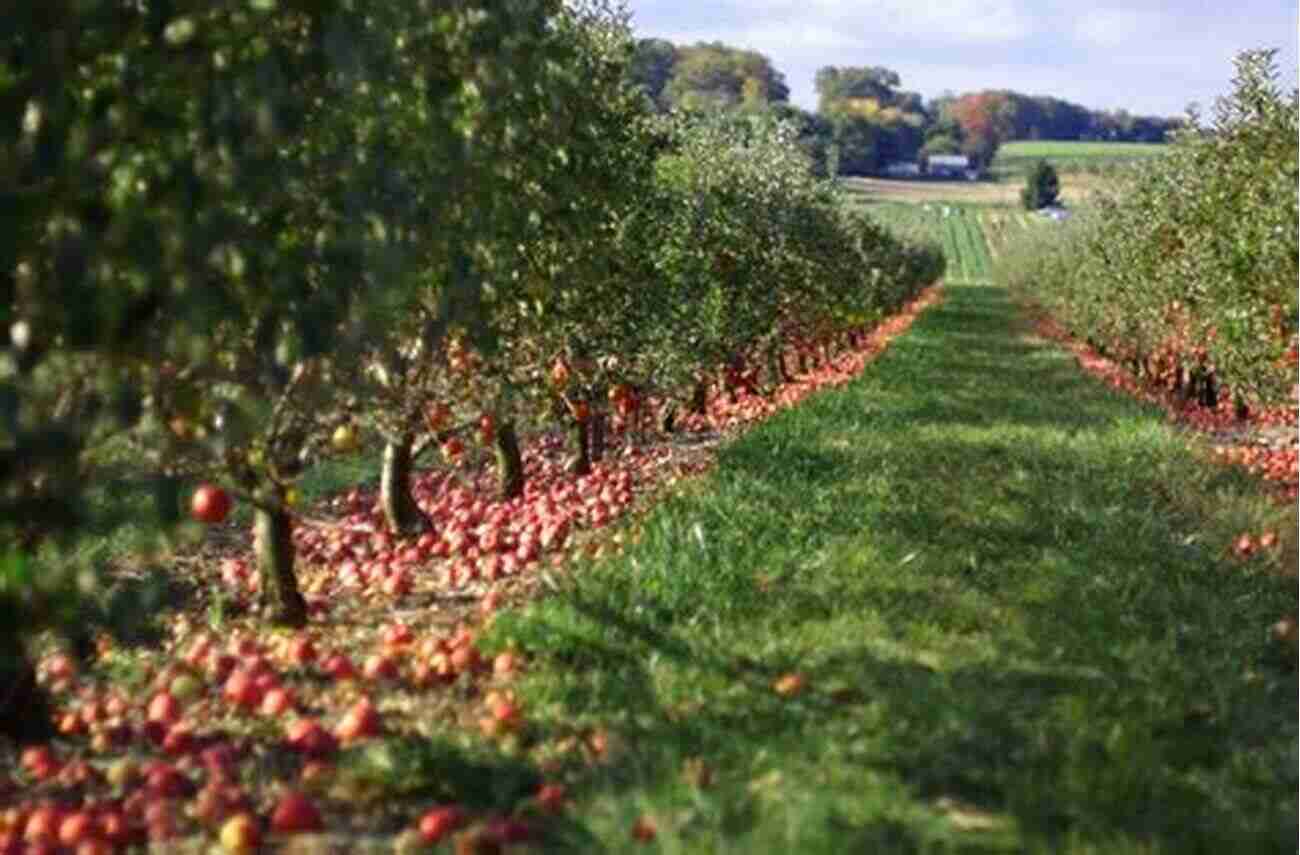 A Thriving American Orchard With Rows Of Apple Trees Johnny Appleseed And The American Orchard: A Cultural History