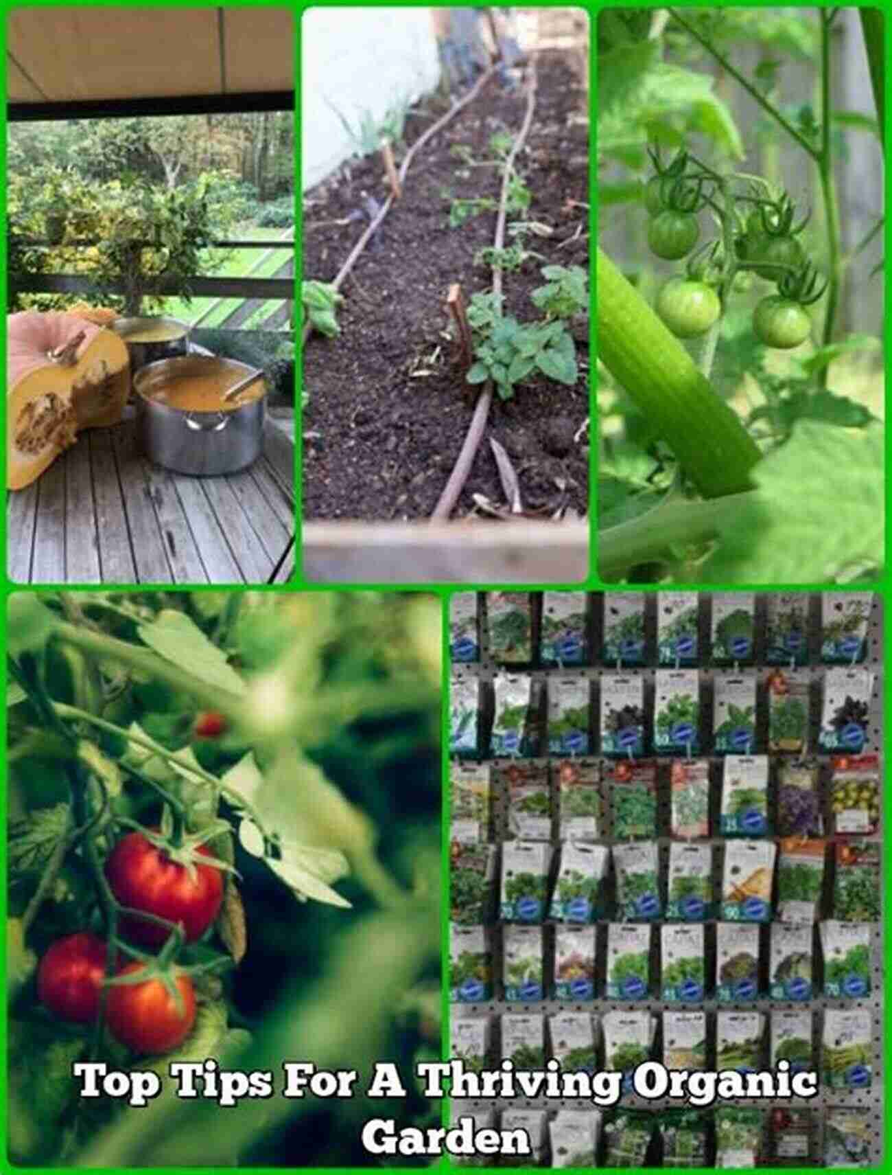 A Thriving Organic Vegetable Garden Filled With Vibrant Greens, Plump Tomatoes, And Various Herbs, Providing A Sustainable Source Of Fresh Produce For A Healthy Lifestyle Breaking Your Cat S Bad Habits: Storey Country Wisdom Bulletin A 257