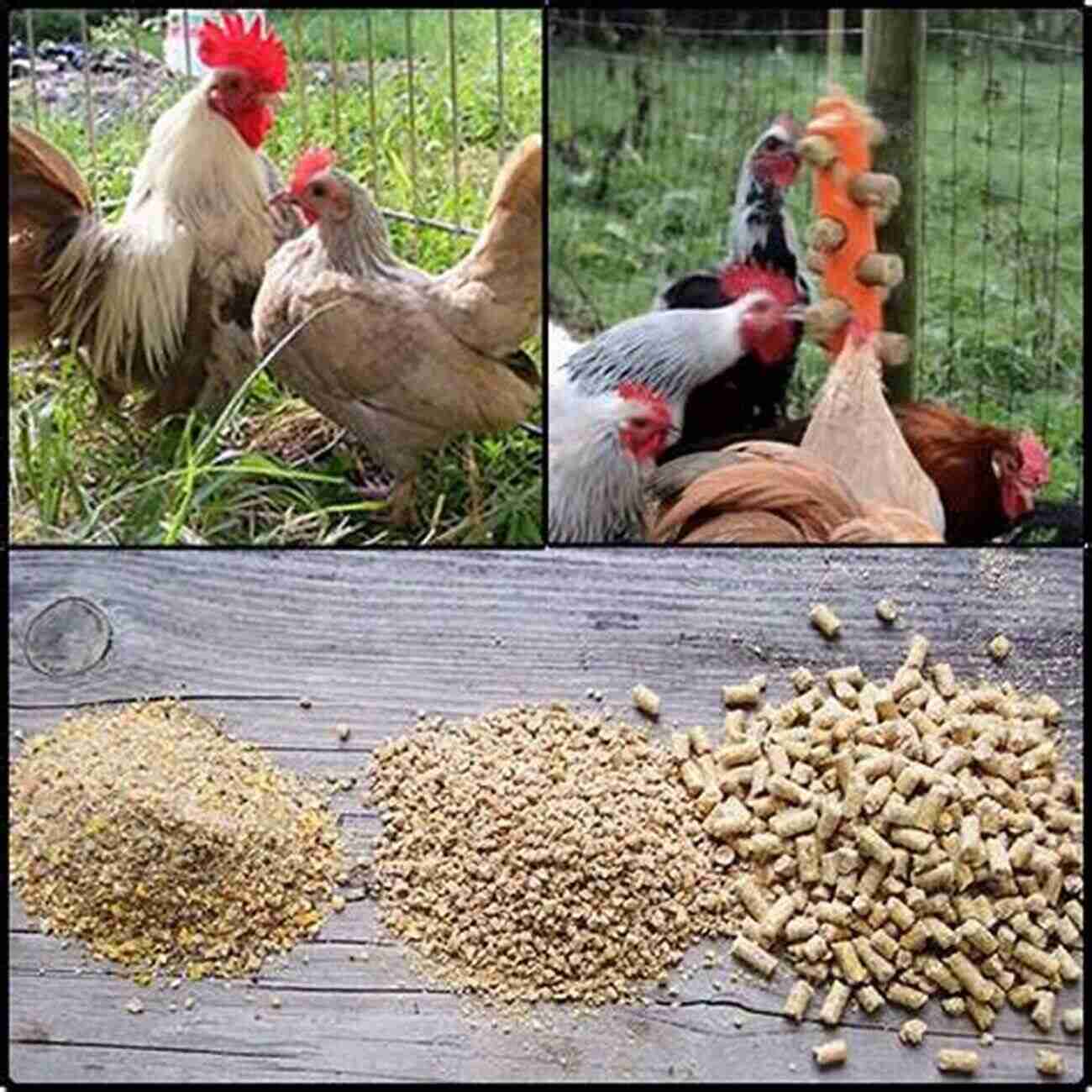 A Variety Of Chicken Feed Keeping Happy Healthy Chickens In Your Own Backyard: A Practical Guide To Raising Chickens At Home