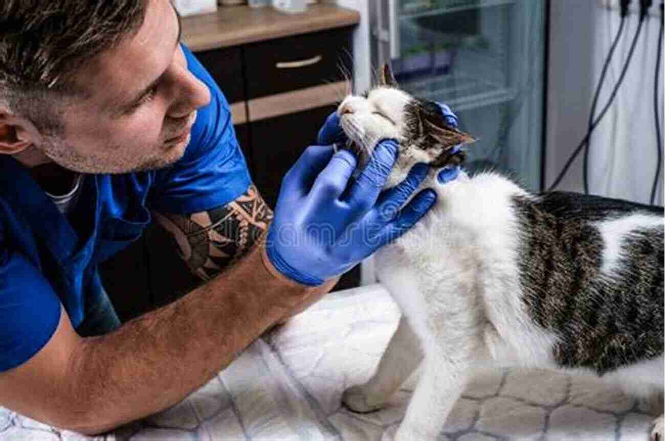 A Veterinarian Examining A Feral Cat A Truth About Helping Feral Cats And How To Cope