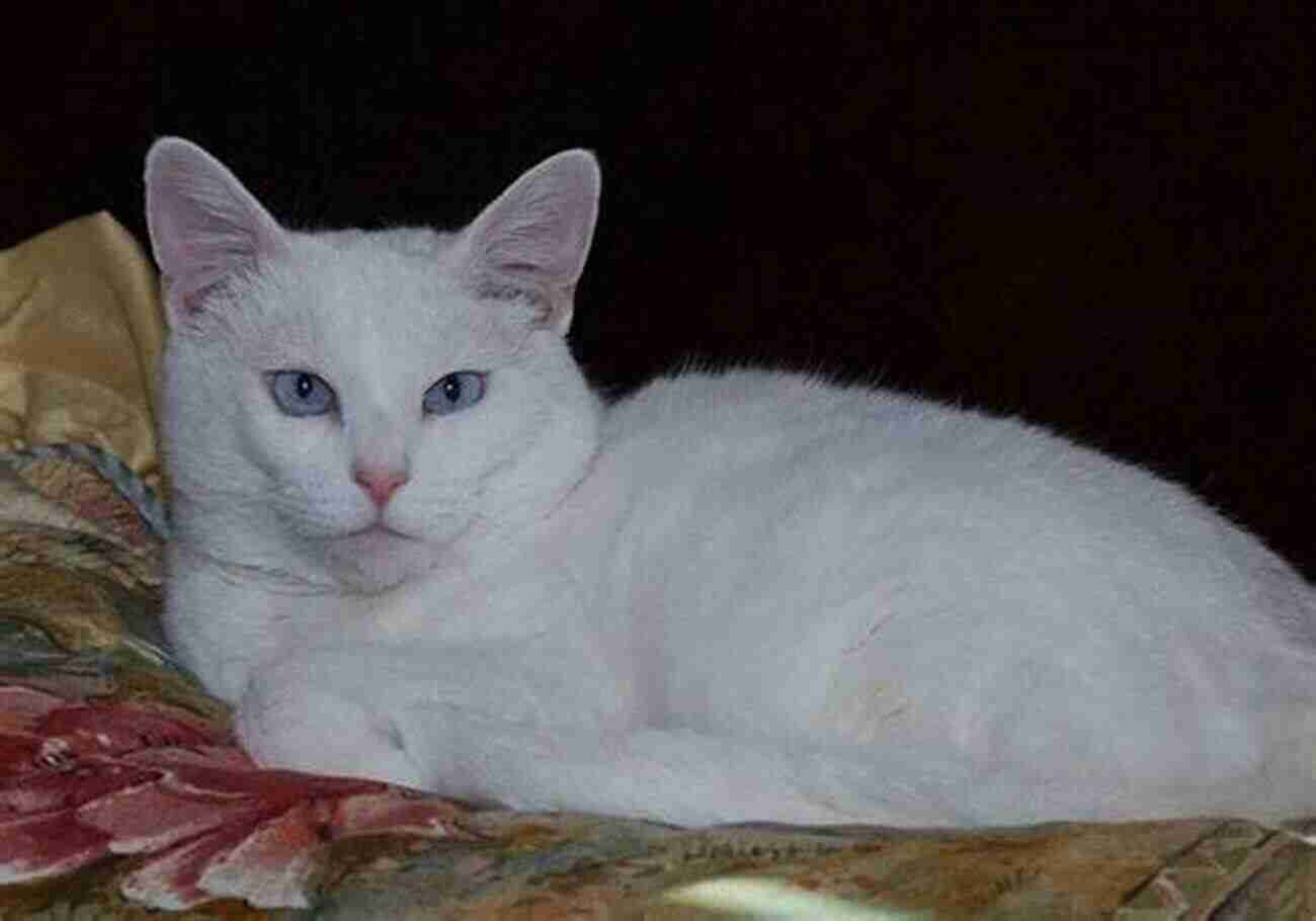 A White Cat Named Snowball With Bright Blue Eyes Lost Souls: Found Inspiring Stories About Cats