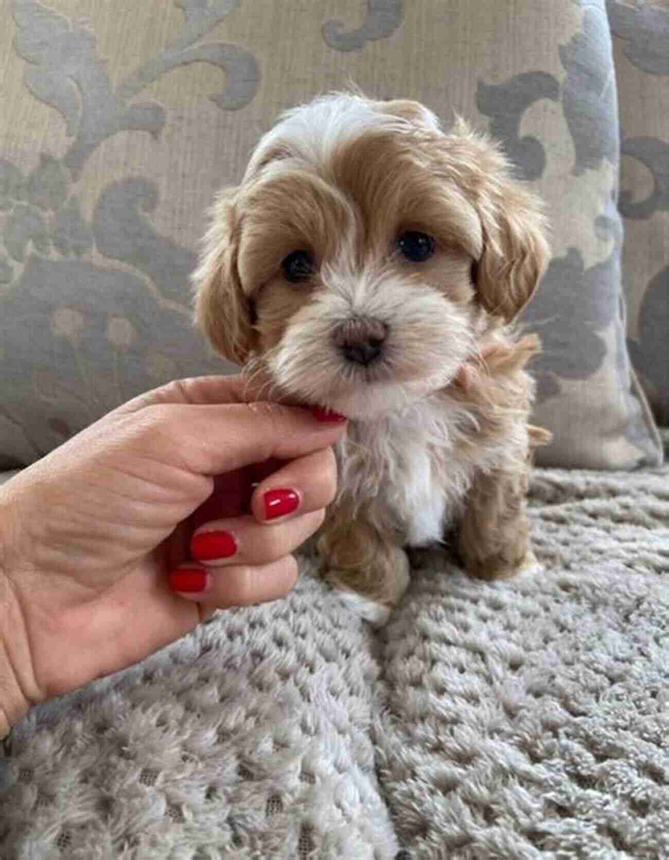 Adorable Maltipoo Puppies For Adoption Maltipoo Bible And Maltipoos: Your Perfect Maltipoo Guide Maltipoo Maltipoos Maltipoo Puppies Maltipoo Dogs Maltipoo Breeders Maltipoo Care Maltipoo Training Health Behavior Grooming More