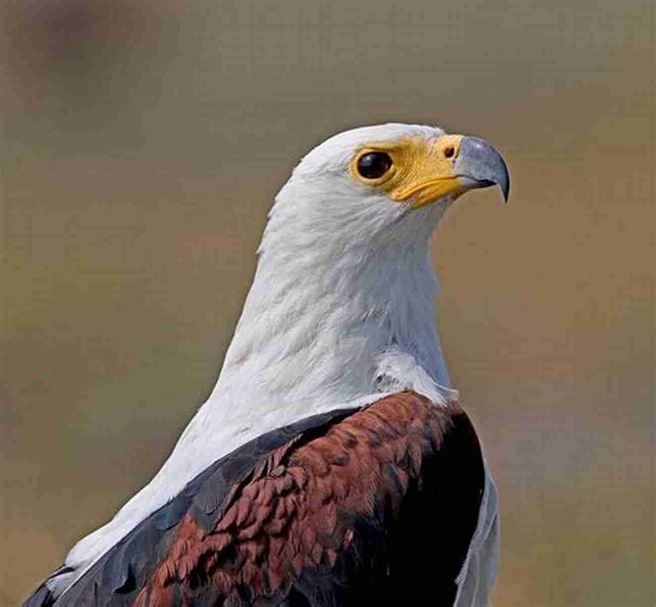 African Fish Eagle AVITOPIA Birds Of Cameroon