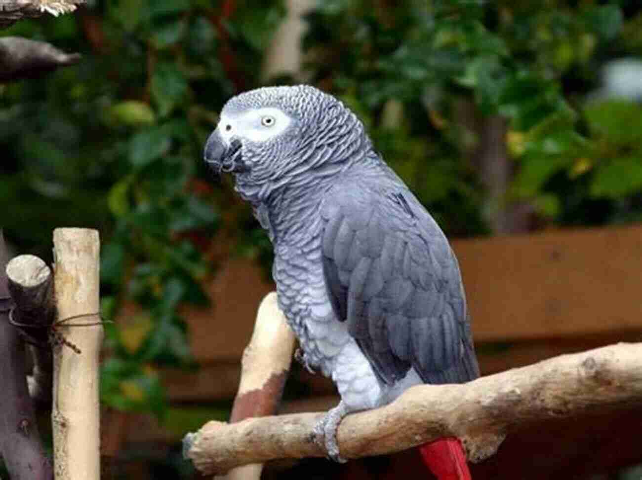 African Grey Parrot AVITOPIA Birds Of Cameroon