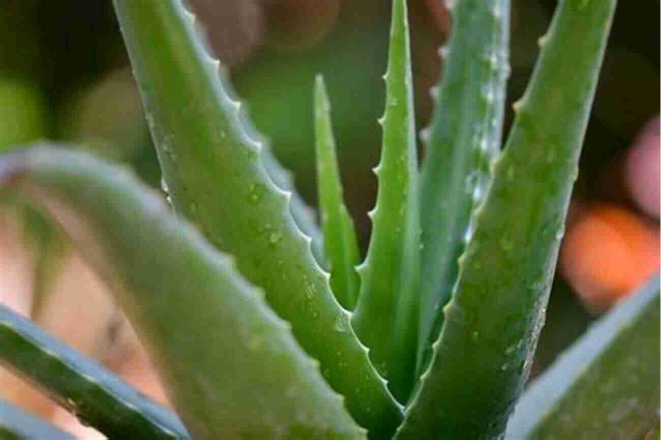 Aloe Vera A Miracle Medicinal Succulent Plant Aloe Vera: A Medicinal Succulent Plant