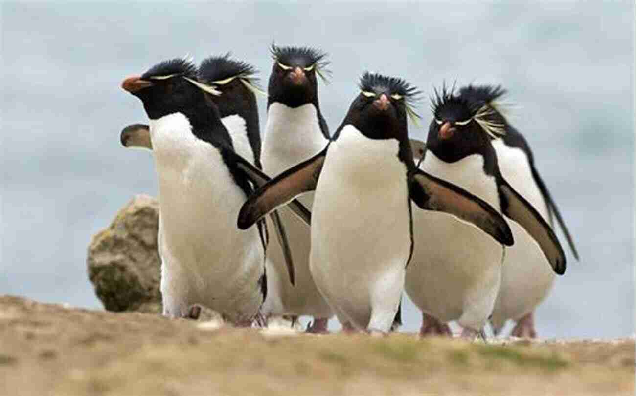 Amazing Penguins Images Portuguese Short Stories For Beginners: 50 New Dialogues With Bilingual Reading And 50 New Amazing Penguins Images To Learn Portuguese Vocabulary