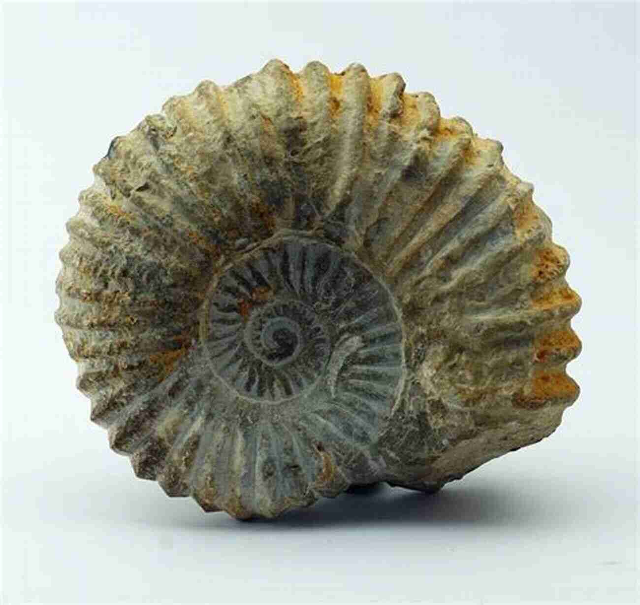 Ammonite Fossil From The Cretaceous Period Fossil Identification Guide For The Tennessee Valley Part 1