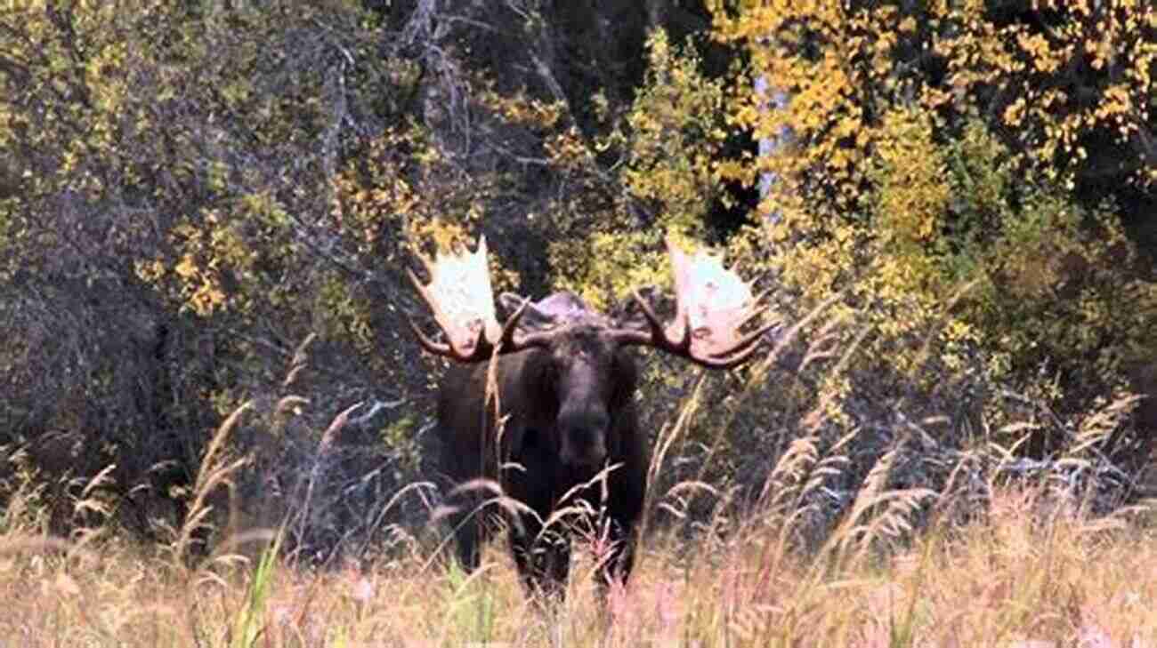 An Exhausted Hiker Narrowly Escapes A Moose Encounter In The Alaskan Wilderness Miles Is A Mailmoose: One Moose S Misadventure (Alaska Tales)