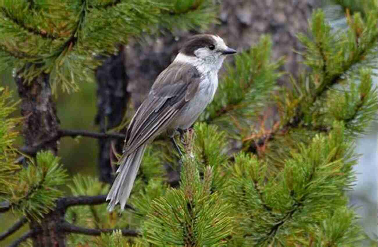 Avitopia Birds Of Canada