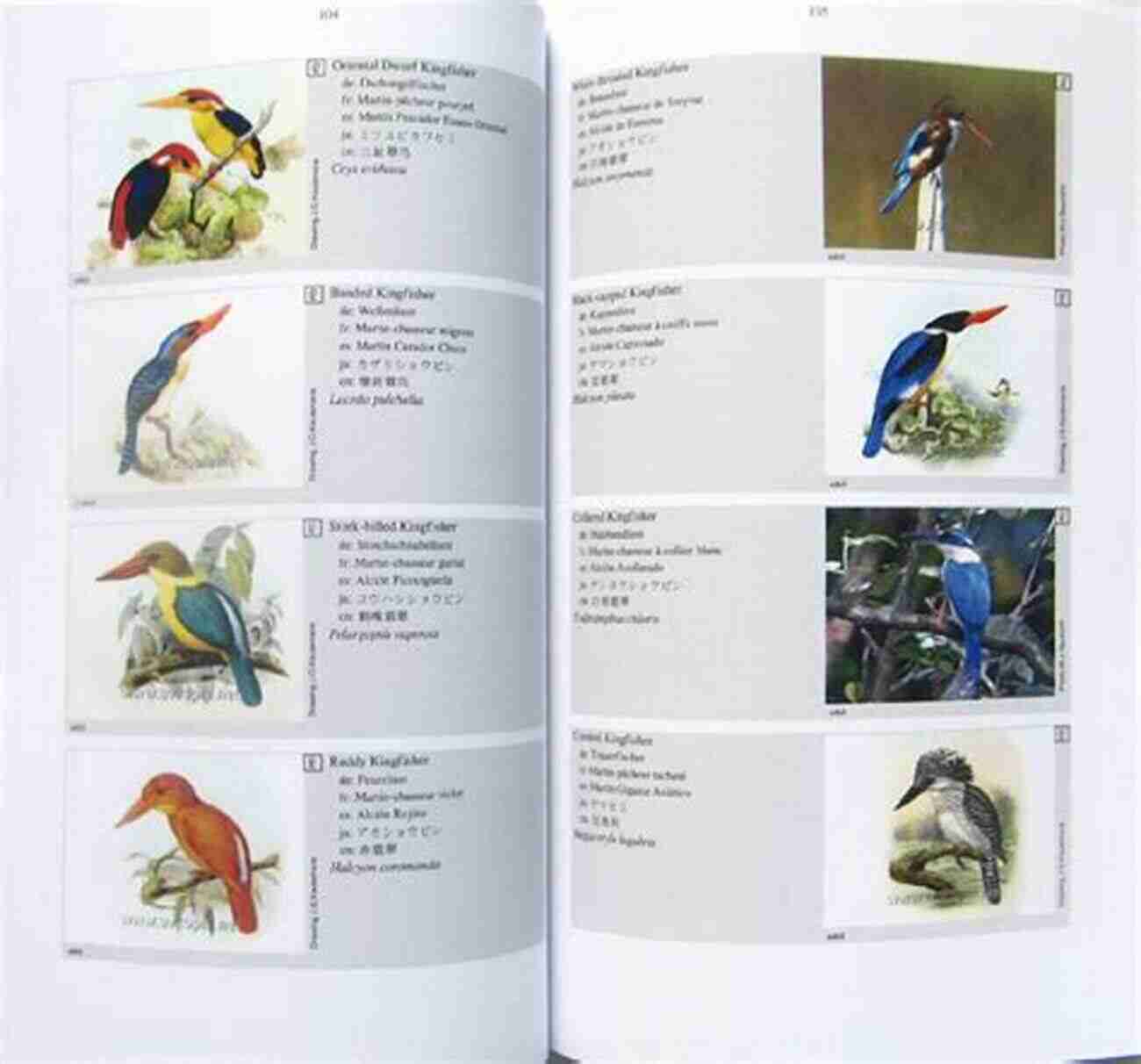 Avitopia Birds Of Croatia A Colorful Array Of Feathered Wonders AVITOPIA Birds Of Croatia