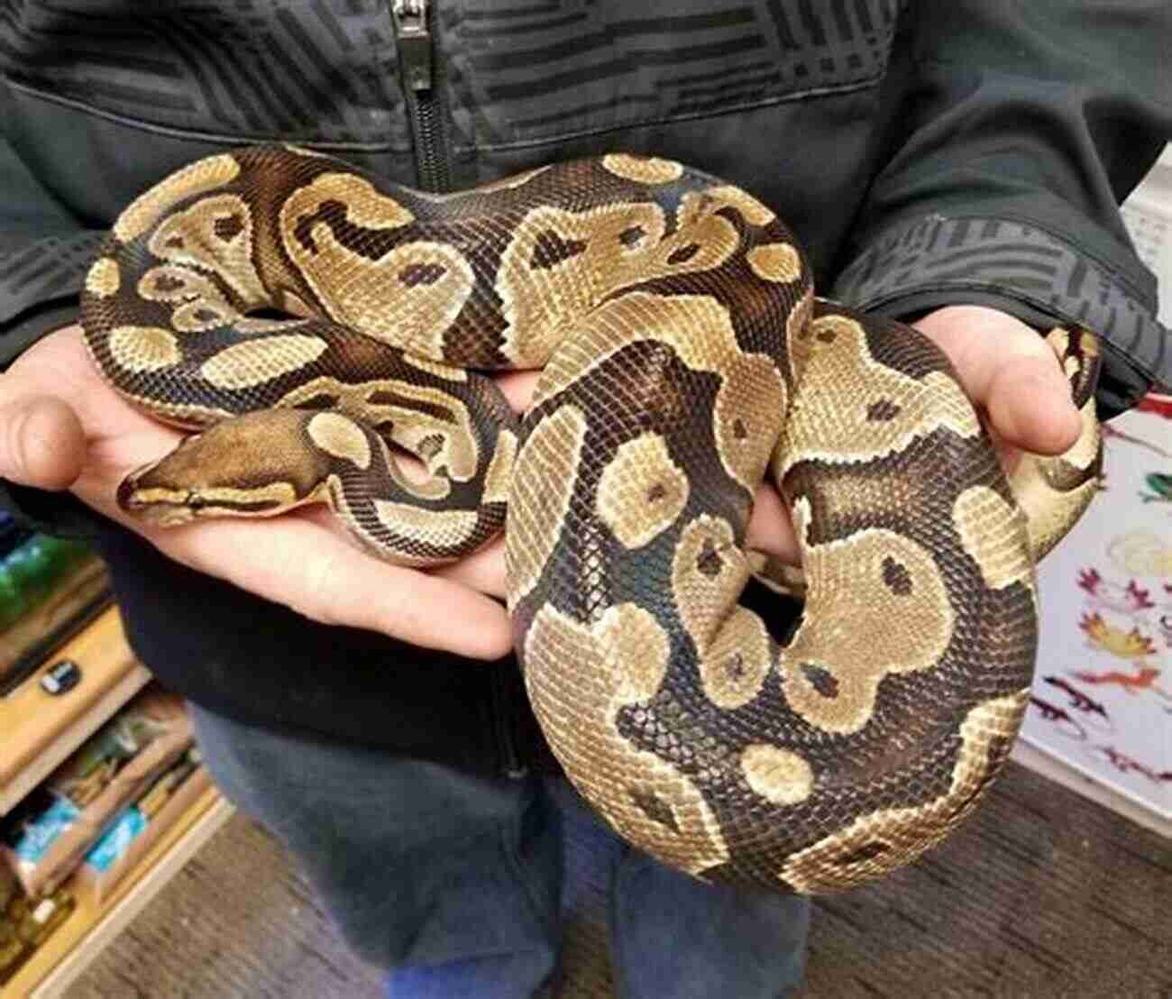 Ball Python Pets Ball Pythons As Pets : Your Complete Owners Guide To The Ball Python: Including Caring Where To Buy Breeding Temperament Diet Health Cost Much More