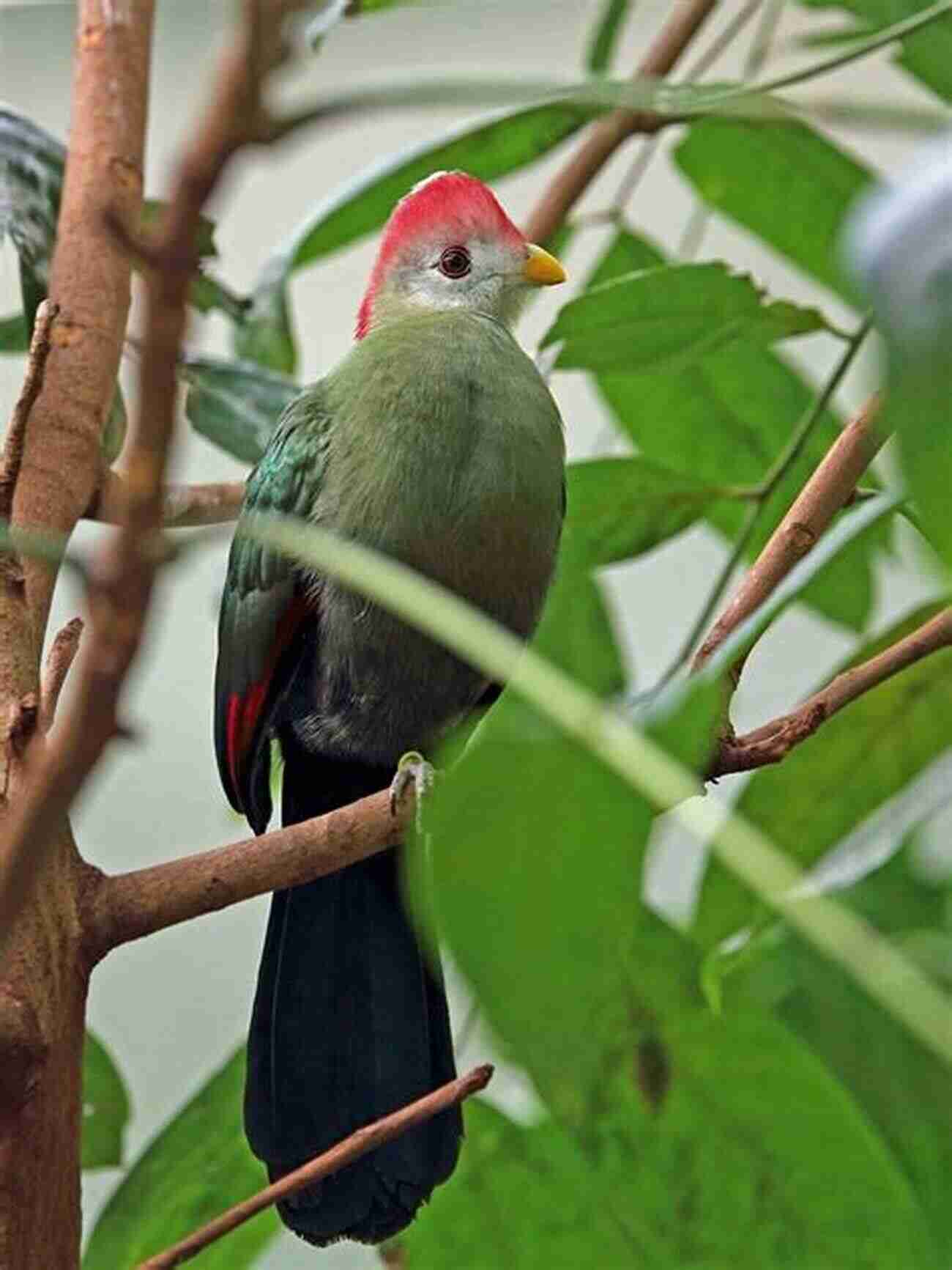 Bannerman's Turaco AVITOPIA Birds Of Cameroon