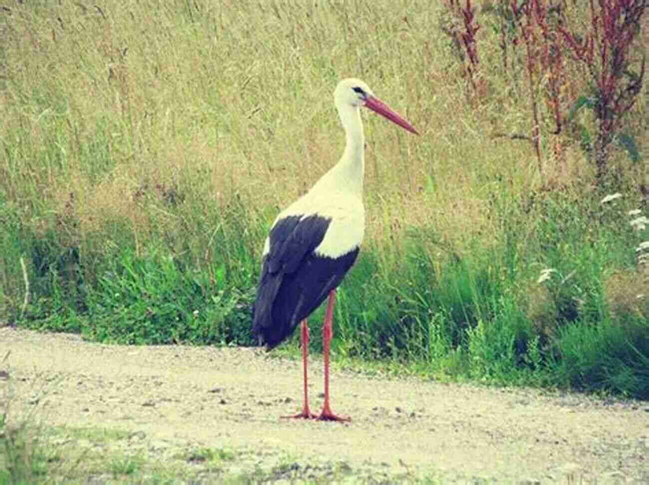 Beautiful Bird Species Found In Lithuania's Avitopia AVITOPIA Birds Of Lithuania