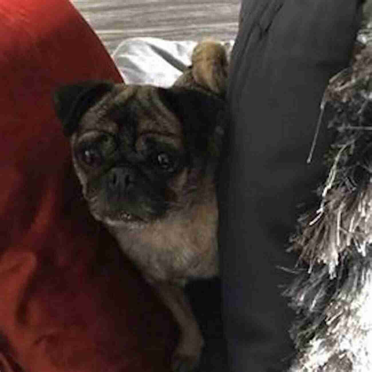 Bella The Rescued Pug Lost Souls: Found Inspiring Stories About Pugs