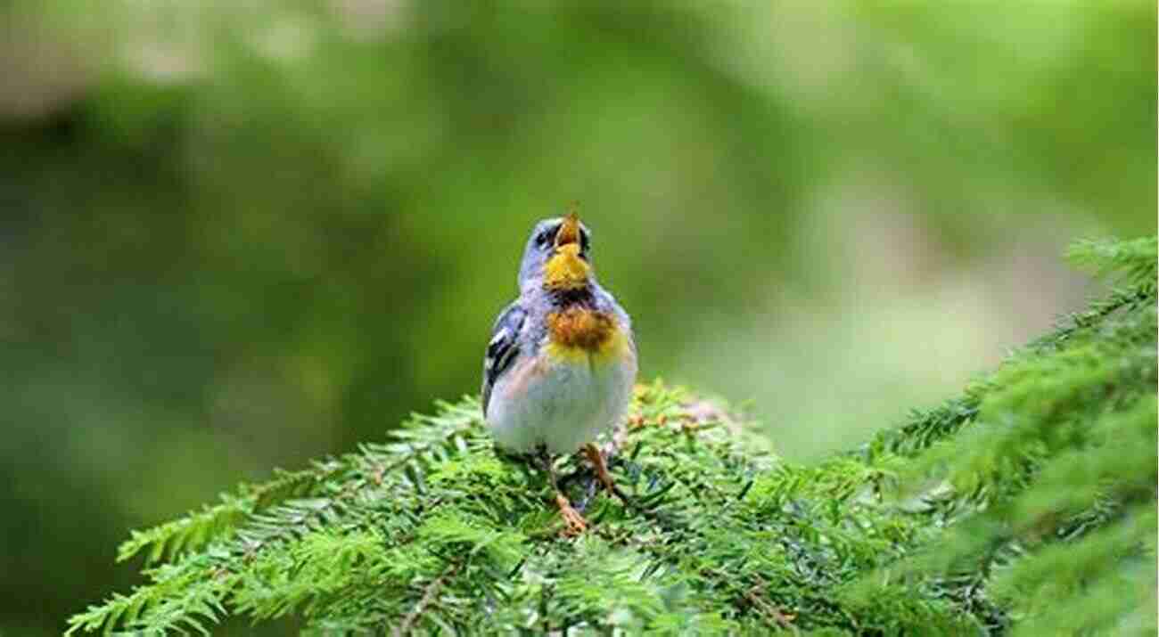 Birds Of Oman – A Glimpse Into Their Diverse Avian World AVITOPIA Birds Of Oman