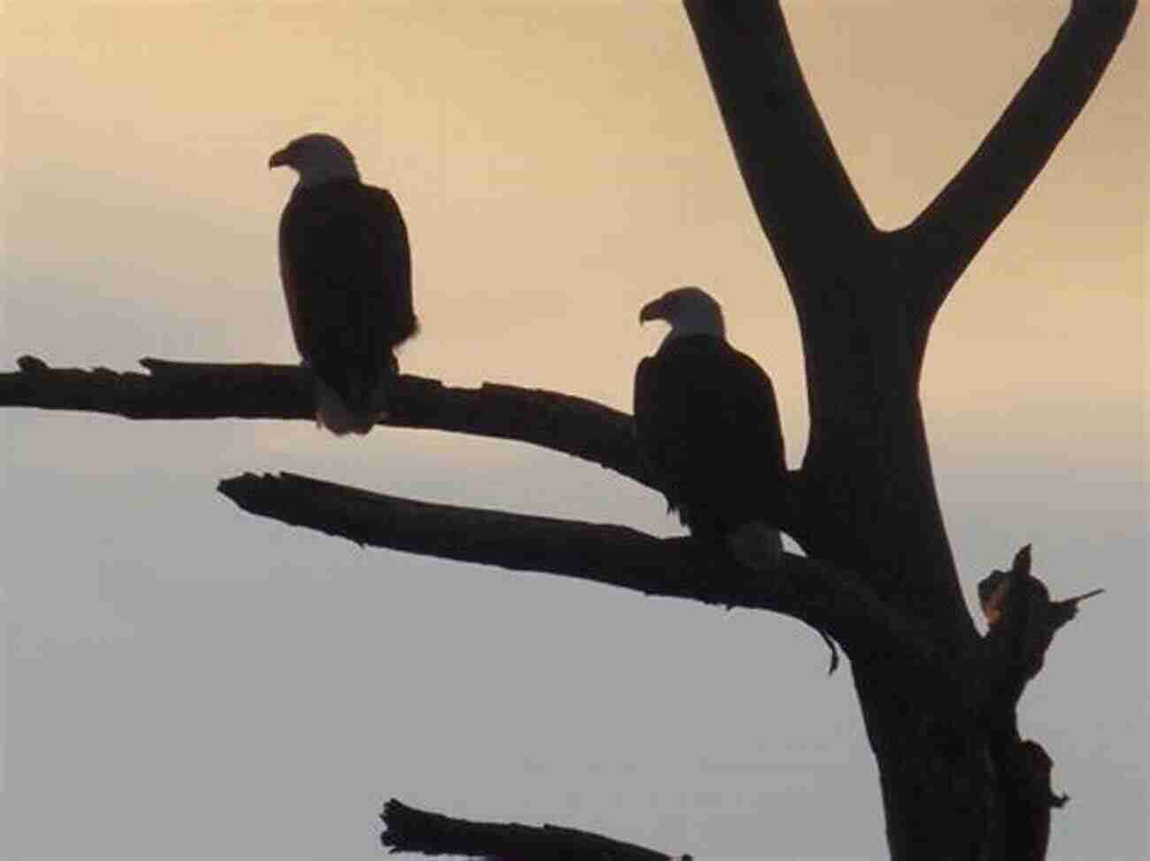 Birdwatchers Exploring Avitopia's Magnificent Bird Species AVITOPIA Birds Of Ukraine