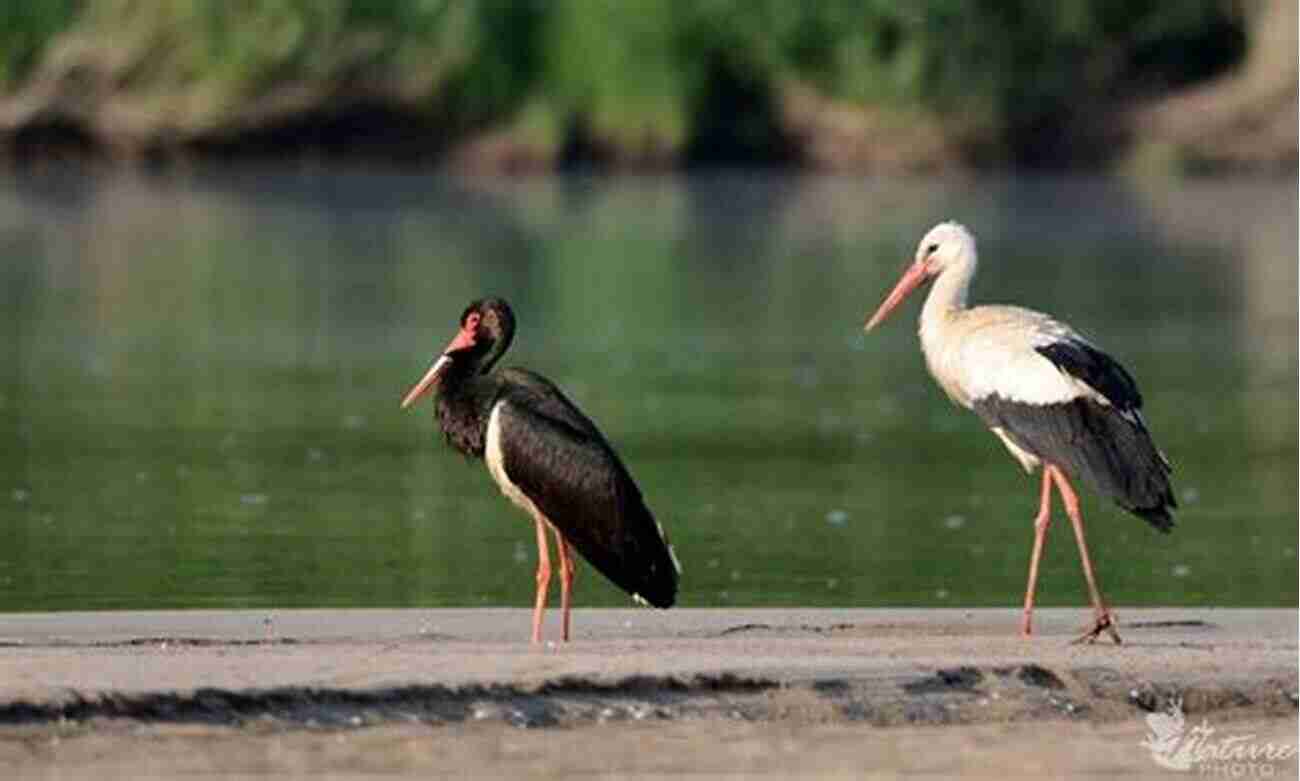 Black Stork AVITOPIA Birds Of Lithuania