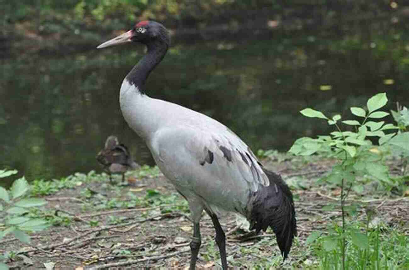 Black Necked Crane Grus Nigricollis AVITOPIA Birds Of Pakistan