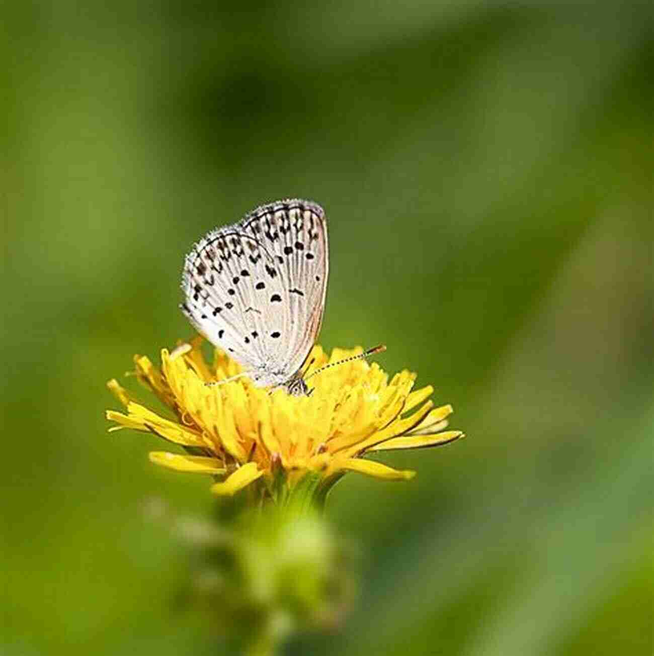 Butterfly Pollination: Nature's Delicate Dance The Little Guide To Butterflies (Little Guides)