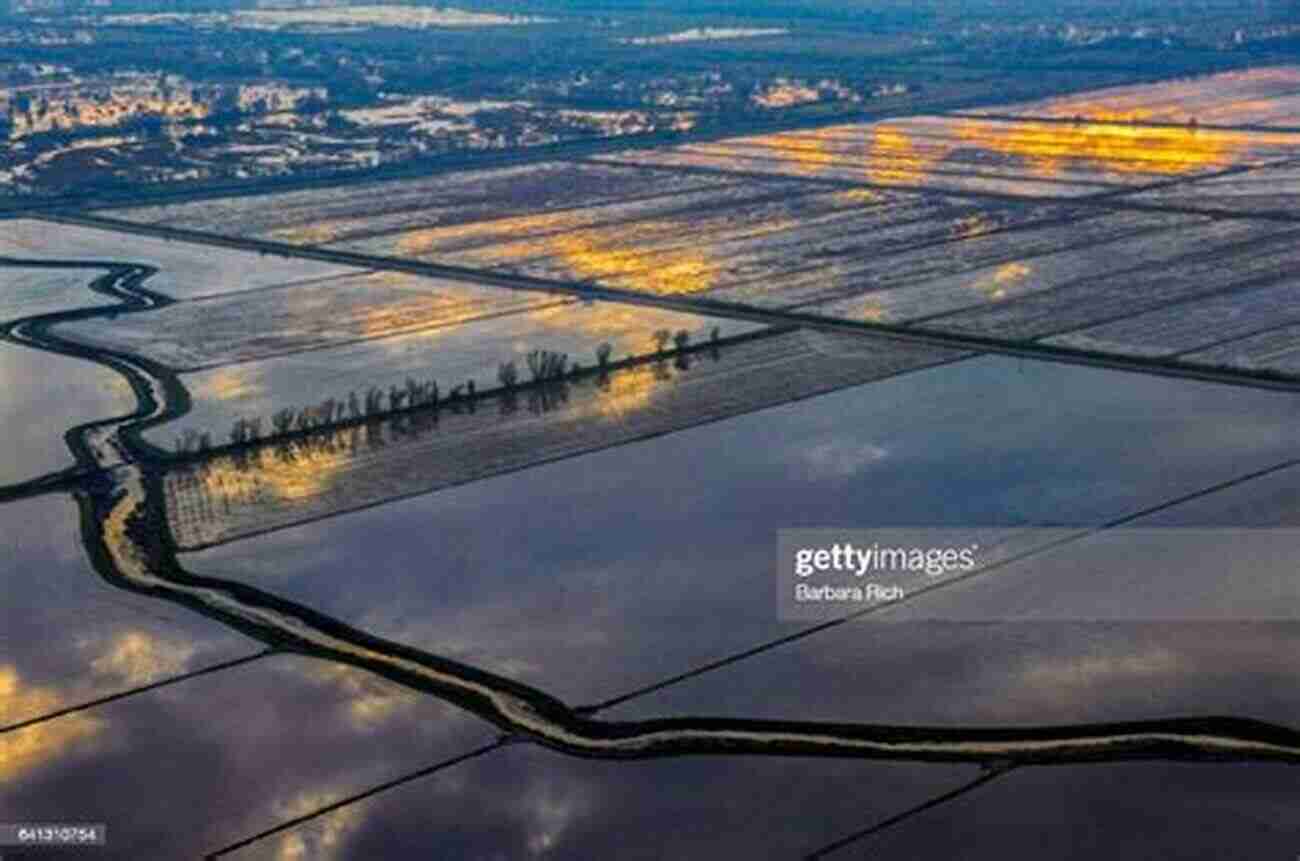 California Rice Fields At Dawn Daddy S Got Dirt: A California Rice Story