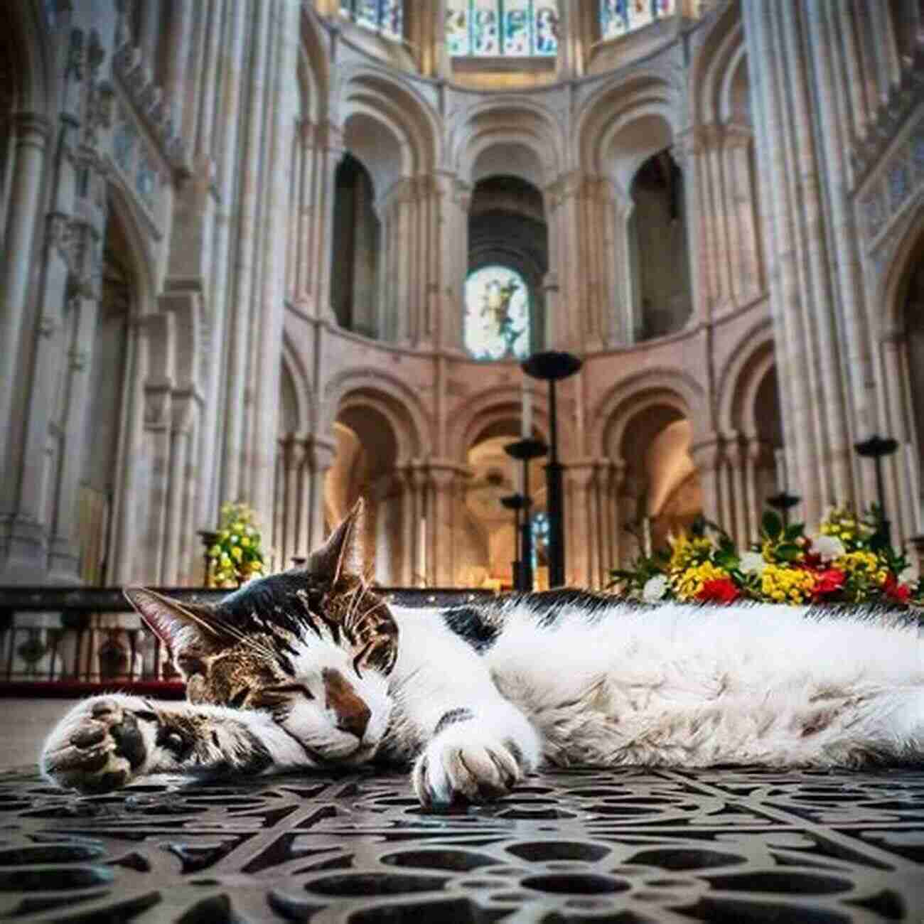 Cathedral Cats Inside The Cathedral Cathedral Cats Richard Surman