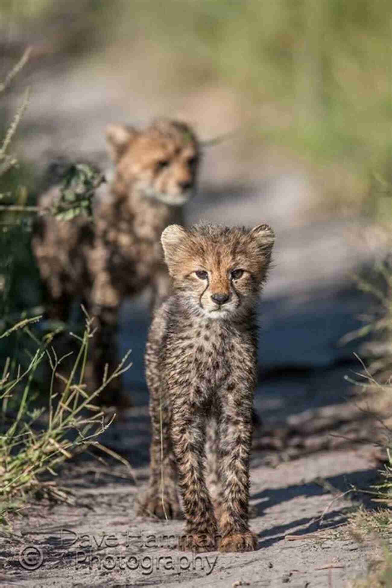 Cheetah Unlocking The Mysteries Of The African Savannah The Kingdon Pocket Guide To African Mammals