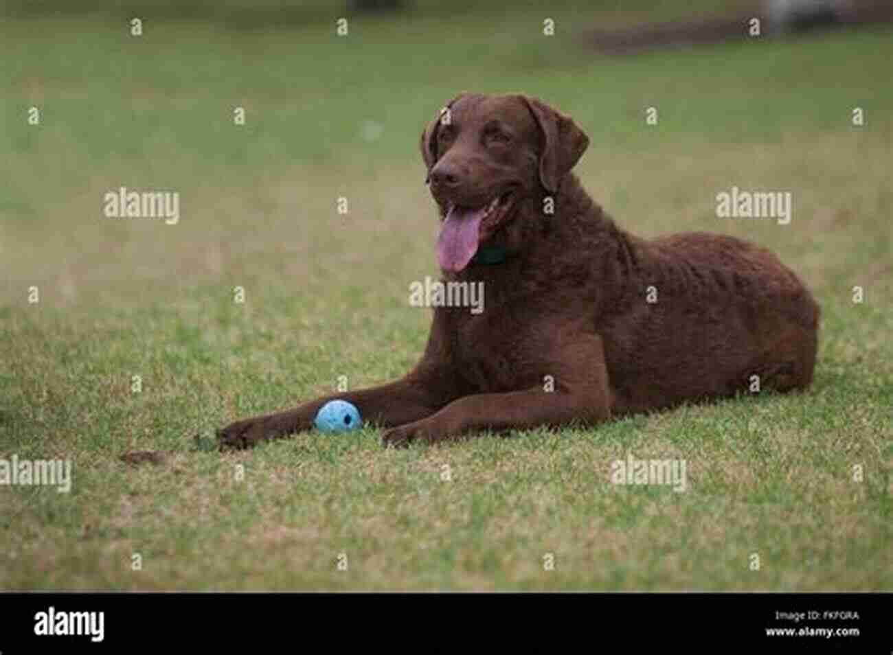 Chesapeake Bay Retriever Lying On Grass Chesapeake Bay Retriever Bible And Chesapeake Bay Retrievers: Your Perfect Chesapeake Bay Retriever Guide Chesapeake Bay Retrievers Chesapeake Bay Retriever Size More (Dog Breed Genius Series)