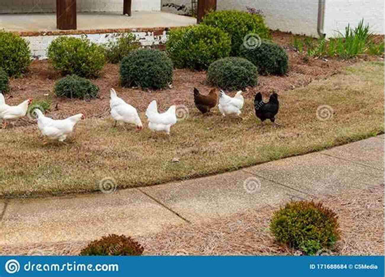 Chickens Freely Roaming In A Garden Keeping Happy Healthy Chickens In Your Own Backyard: A Practical Guide To Raising Chickens At Home