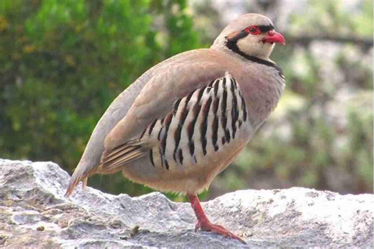 Chukar Partridge Alectoris Chukar AVITOPIA Birds Of Pakistan