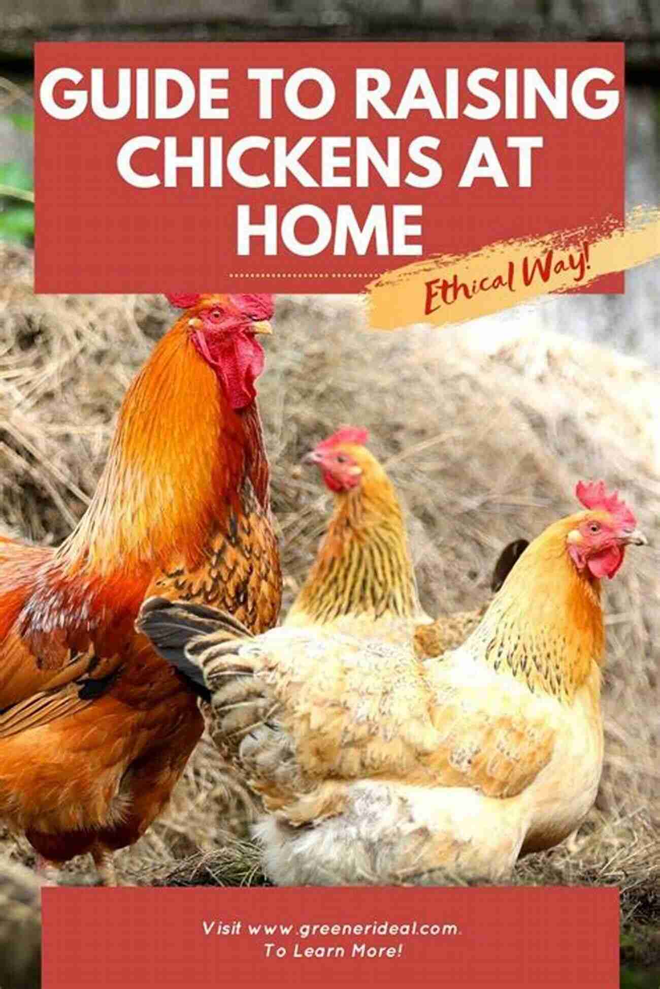 Cleaning Chicken Coop Keeping Happy Healthy Chickens In Your Own Backyard: A Practical Guide To Raising Chickens At Home