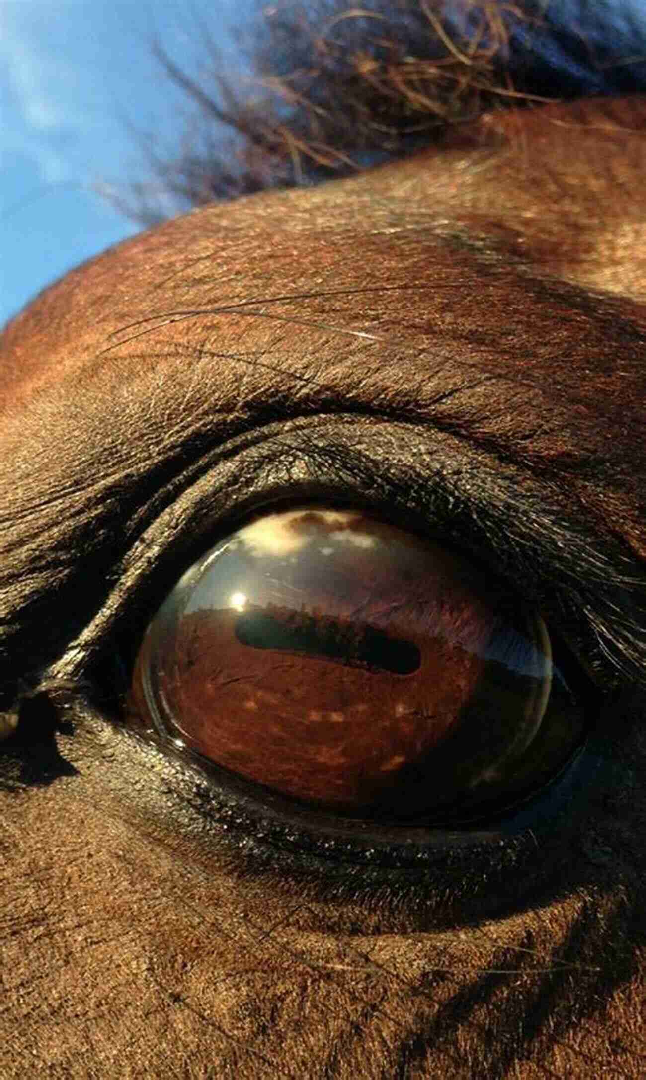 Companion To Animal Studies Unveiling The Fascinating World Of Animal Behavior Animals And The Human Imagination: A Companion To Animal Studies