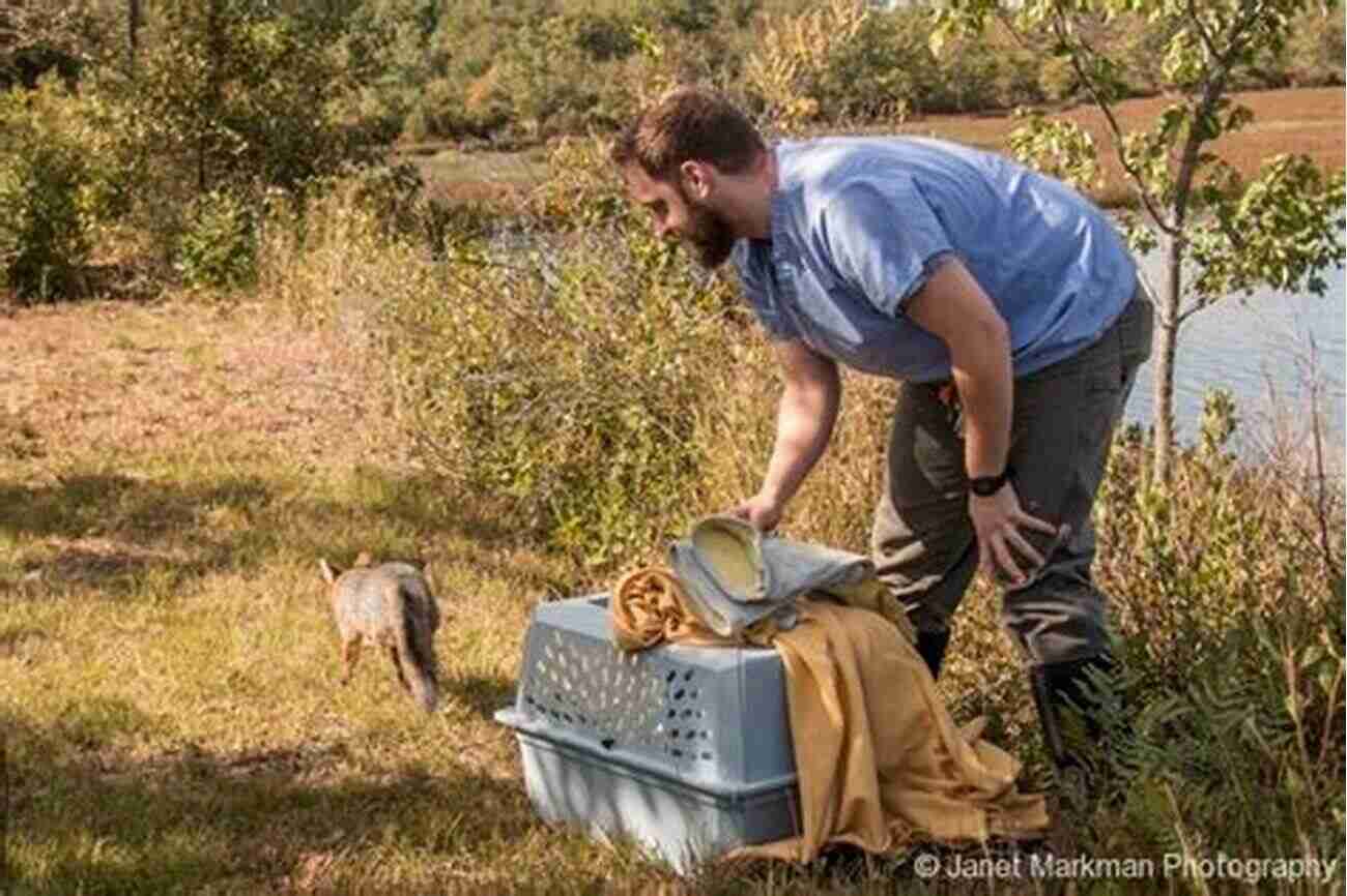 Conservation Efforts In Action: Conservationists Releasing Rehabilitated Birds Into The Wild AVITOPIA Birds Of Argentina