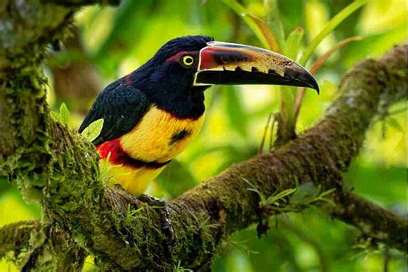 Costa Rica Birding Paradise Fifty Places To Go Birding Before You Die: Birding Experts Share The World S Geatest Destinations